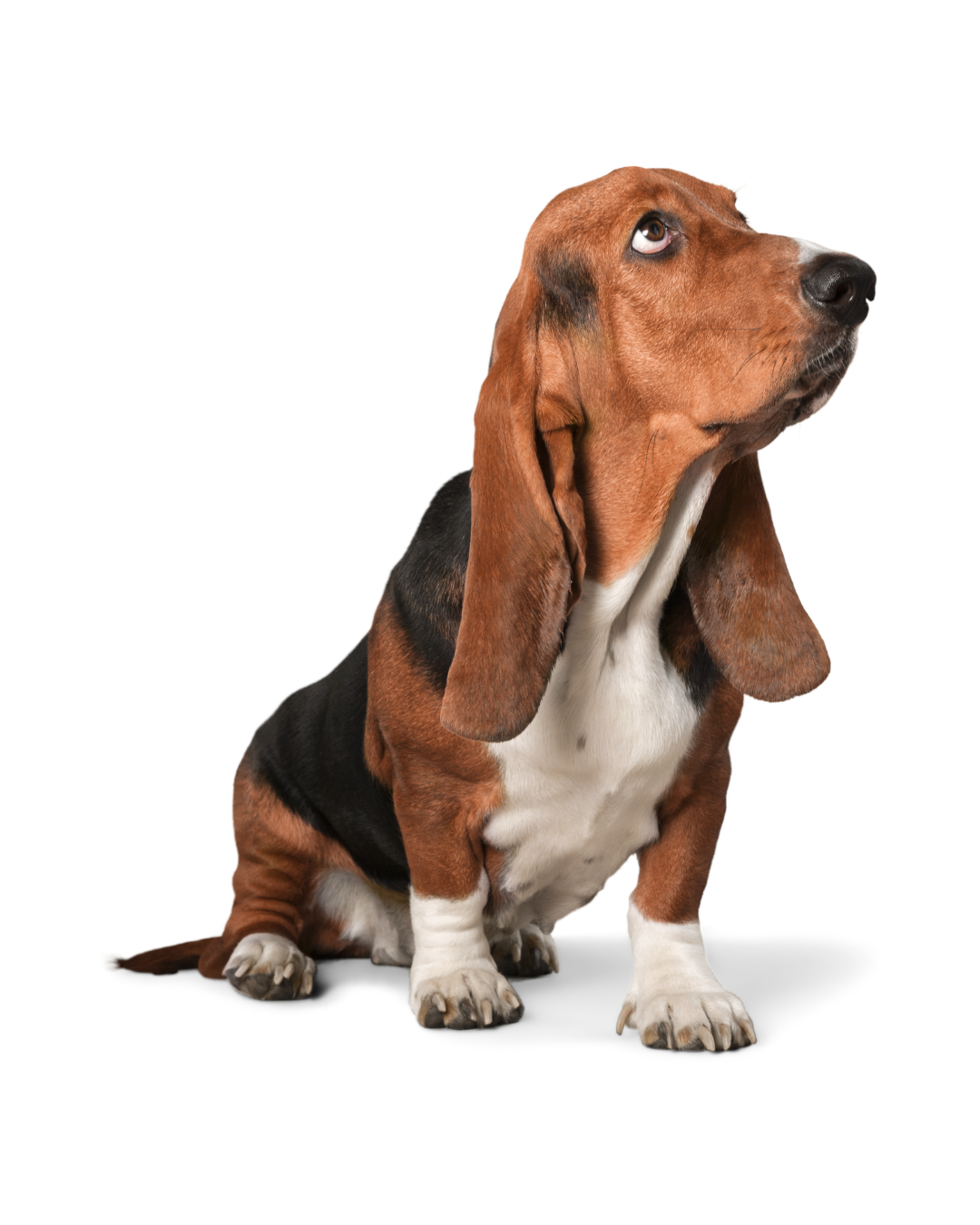Basset hound looking up